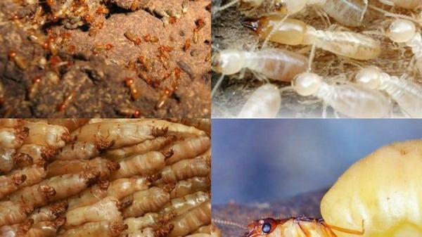 Thuốc trừ mối PMS 100 Bột: Sự Lựa Chọn Lý Tưởng để Bảo Vệ Nhà Cửa khỏi Mối Xâm Nhập