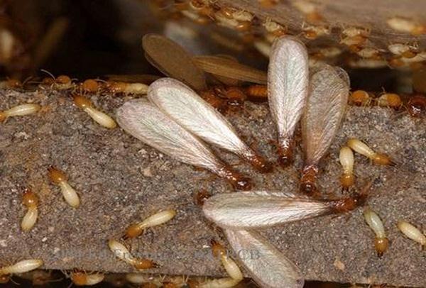 Hiểu Rõ Hơn về Cách Sử Dụng và Ưu Điểm của Thuốc trừ mối PMS 100 Bột trong Trừ Mối.