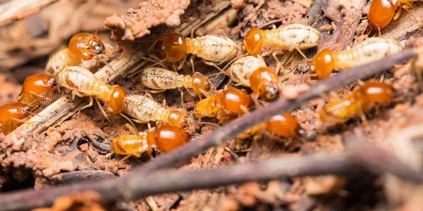 cach-diet-moi-go-kho