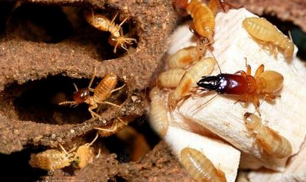 Công ty TNHH kiểm soát côn trùng Việt Nam chuyên diệt mối tận gốc