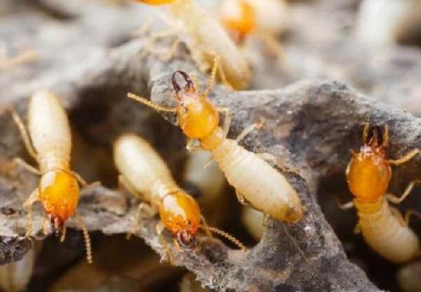 Địa chỉ diệt mối uy tín, giá cả cạnh tranh