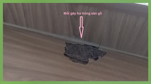 dich-vu-diet-moi-mot