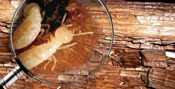 dich-vu-diet-moi-mot