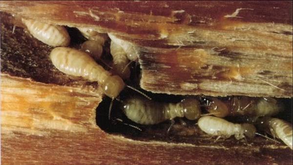 diet-moi-mot-tan-goc