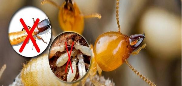 Diệt mối tại huyện Hóc Môn