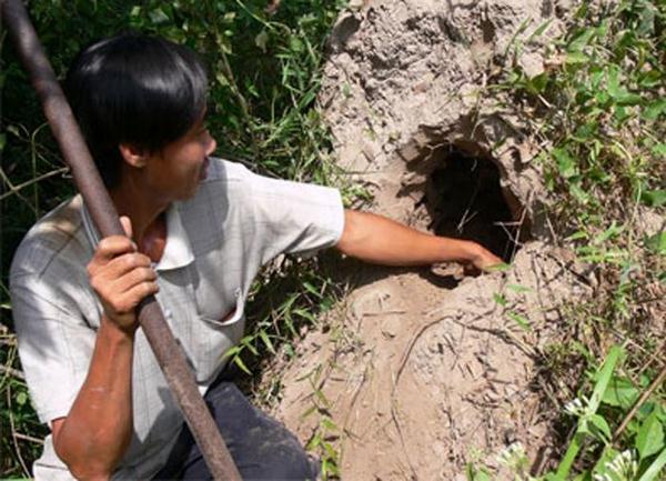 diet-moi-tan-goc-dan-gian