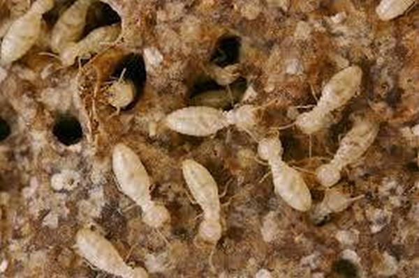 diet-moi-tan-goc-uy-tin