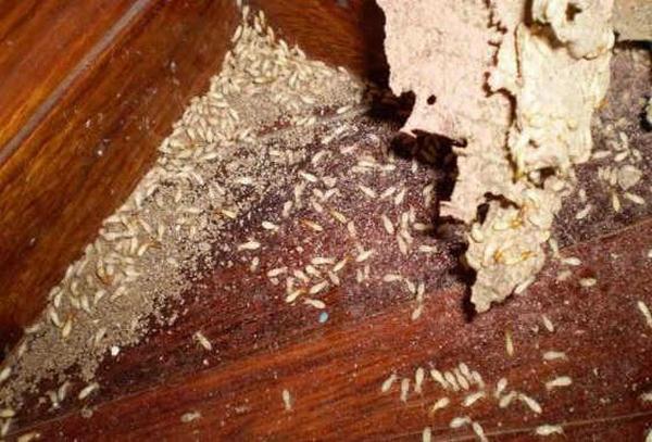 Giá diệt mối tận gốc tại Hà Nội có đắt không?