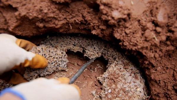 gia-thuoc-diet-moi-pms-100