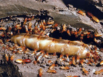 thuốc xịt mối tận gốc 