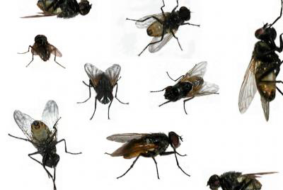 Ruồi lo&agrave;i quẫy nhiễu cuộc sống mọi người