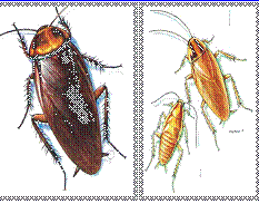 Gi&aacute;n lo&agrave;i h&ocirc;i bẩn mang mần bệnh