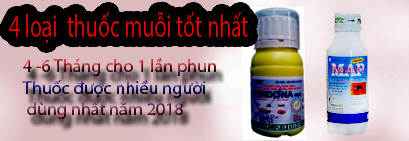 Quy trình phun thuốc diệt côn trùng an toàn và hiệu quả