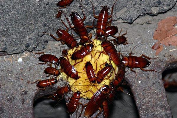 Bả diệt gián SECLIRA