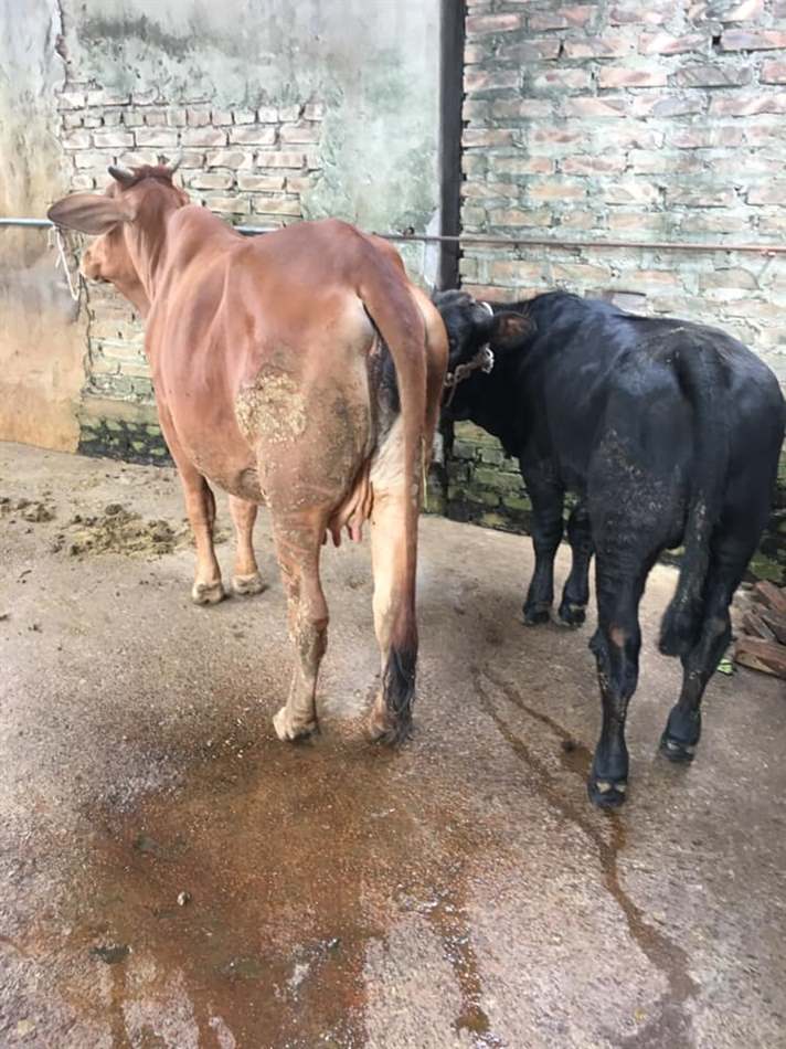 thuốc diệt muỗi cho chuồng trại