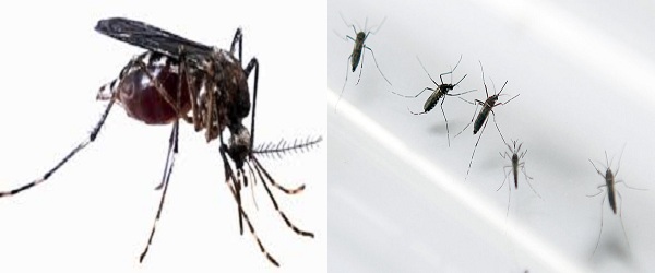 thuốc diệt muỗi hiệu quả