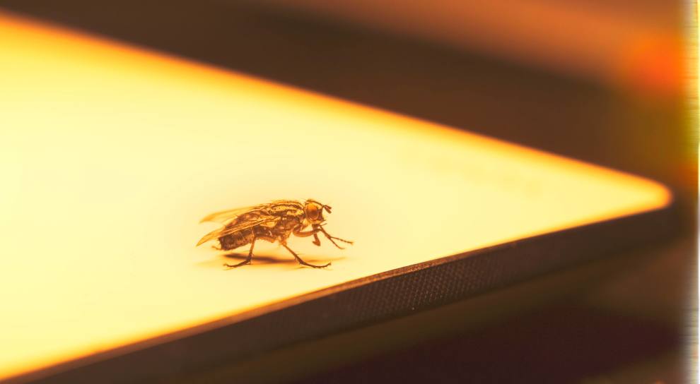 thuốc diệt ruồi muỗi sinh học