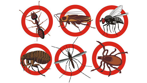 Bật Mí 5 Loại Thuốc Phun Diệt Ruồi Muỗi Chất Lượng Và An Toàn