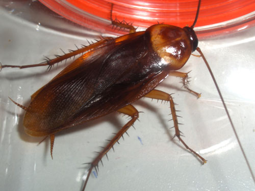 Thuốc diệt gián tận gốc