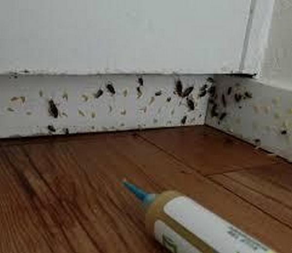 thuoc-diet-gian-han-quoc