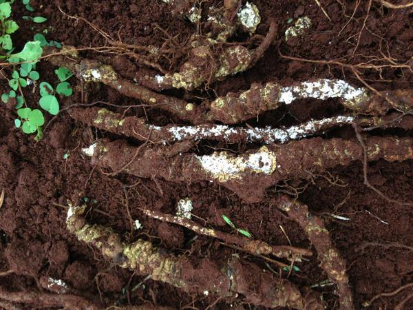 thuoc-diet-moi-cho-cay-trong