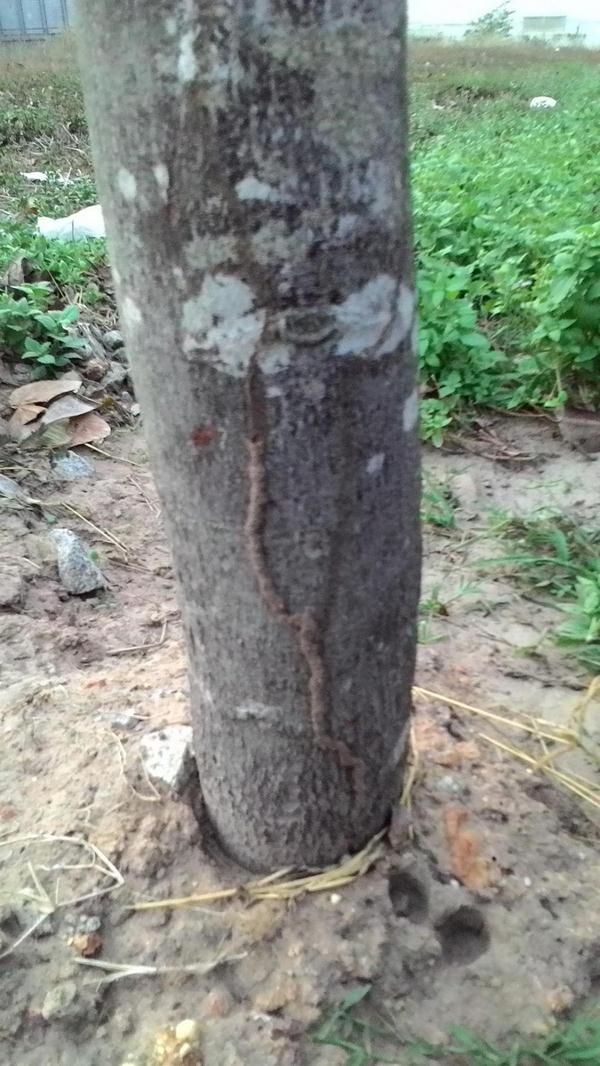 thuoc-diet-moi-cho-cay-trong