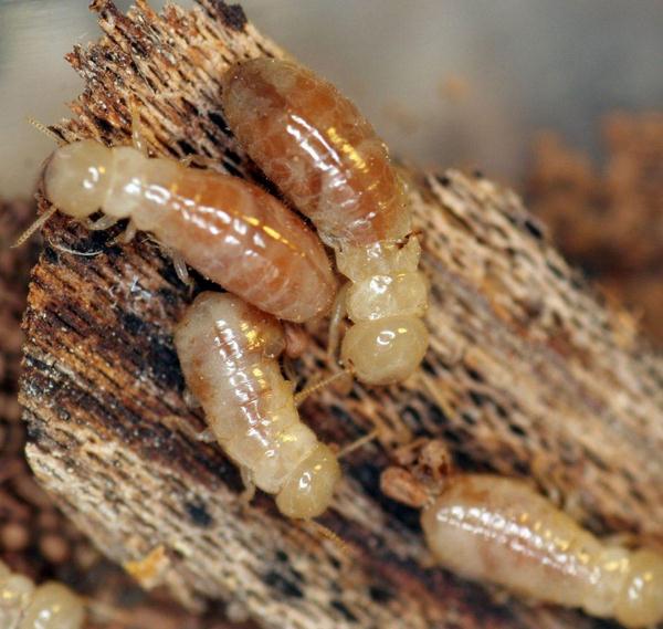 thuoc-diet-moi-co-doc-hai