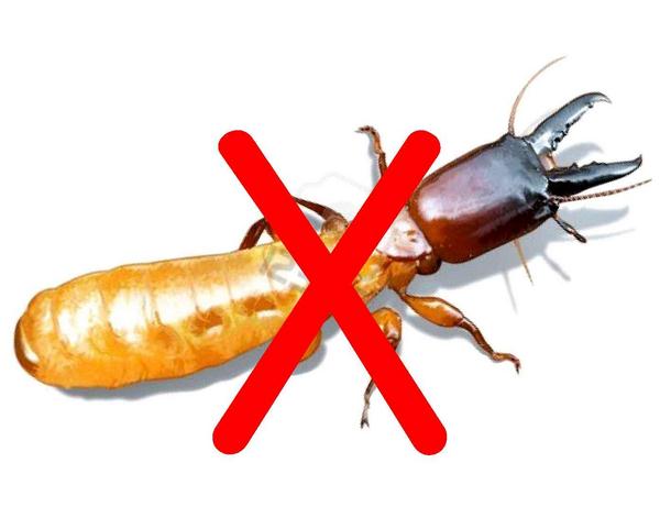 thuoc-diet-moi-co-doc-khong