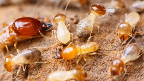 Mua thuốc diệt mối giá rẻ và hiệu quả ở đâu?