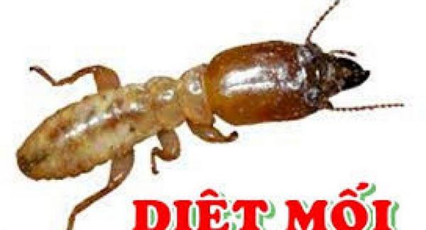 co-nen-su-dung-thuoc-diet-moi