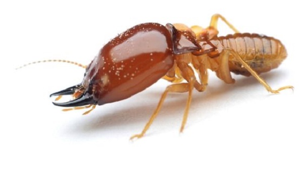 Địa chỉ bán thuốc diệt mối tại Hà Nội chất lượng