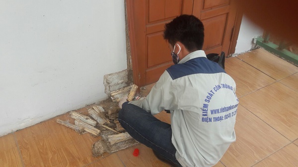 bán thuốc diệt mối tại Hà Nội