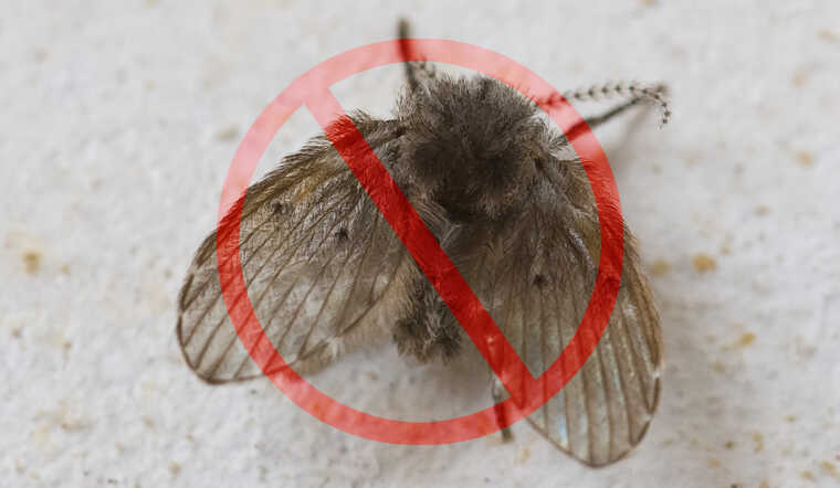 Thuốc xịt ruồi hiệu quả, chính hãng, giá tốt