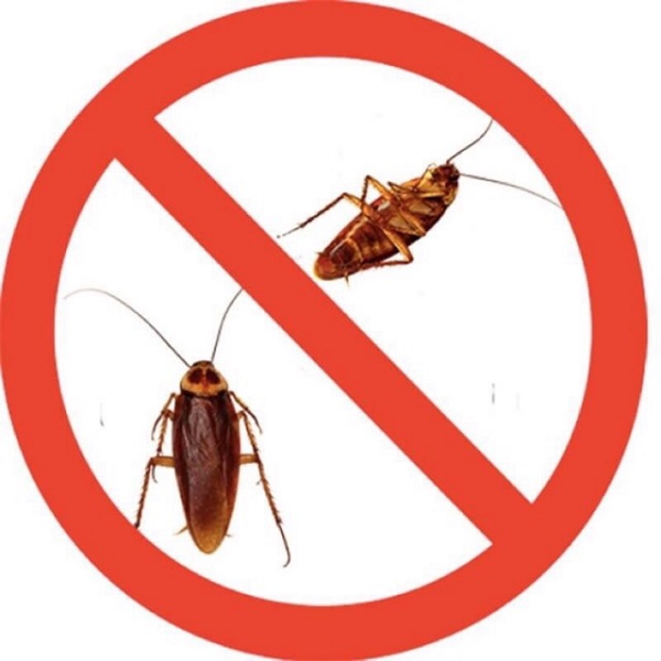 thuốc diệt gián an toàn