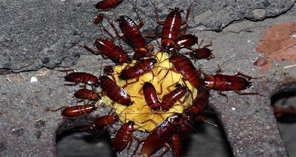 thuốc diệt gián nào tốt