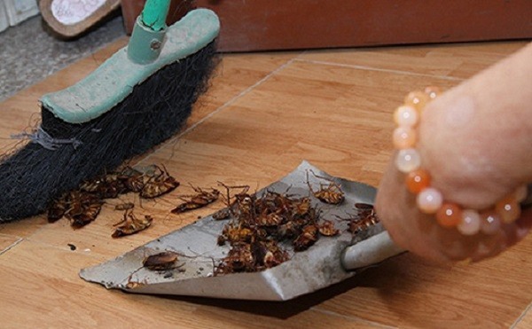 thuốc diệt gián