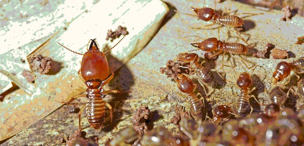 Địa chỉ bán thuốc diệt mối tại hà nội uy tín nhất hiện nay