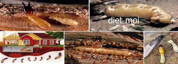 dia-chi-banthuoc-diet-moi-gia-re-tai-ha-noi