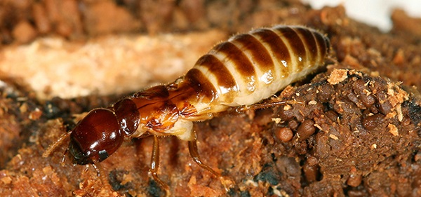 dịch vụ diệt mối tại nhà