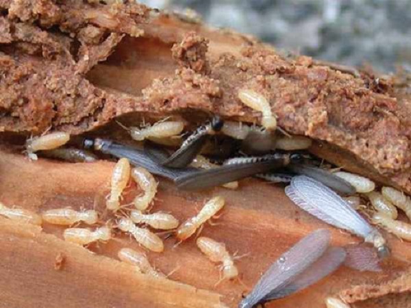 dịch vụ diệt mối tại nhà