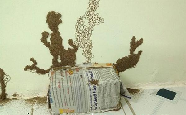 diet-moi-bang-cach-nao