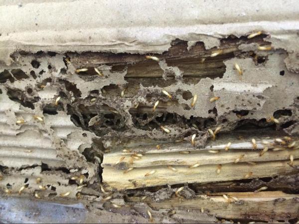 diet-moi-mot-tai-ha-noi