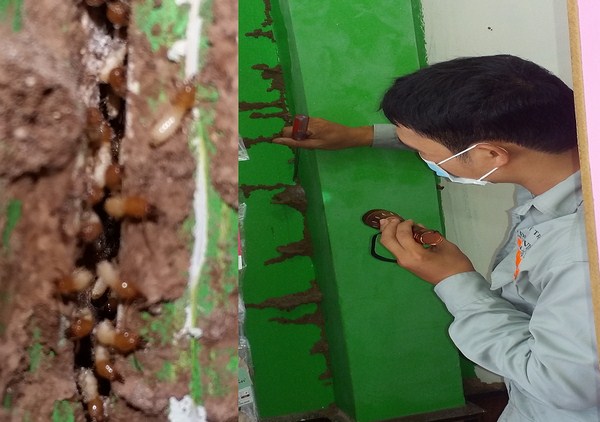 dịch vụ diệt mối tại nhà